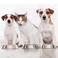Switching your dog or cat to a plant-based diet is easy. Get to start vegan pet food get one of our sample. Very important to transit gradually, as it will give the body the time it needs to adapt to the new food. Once the transition is complete, you will
