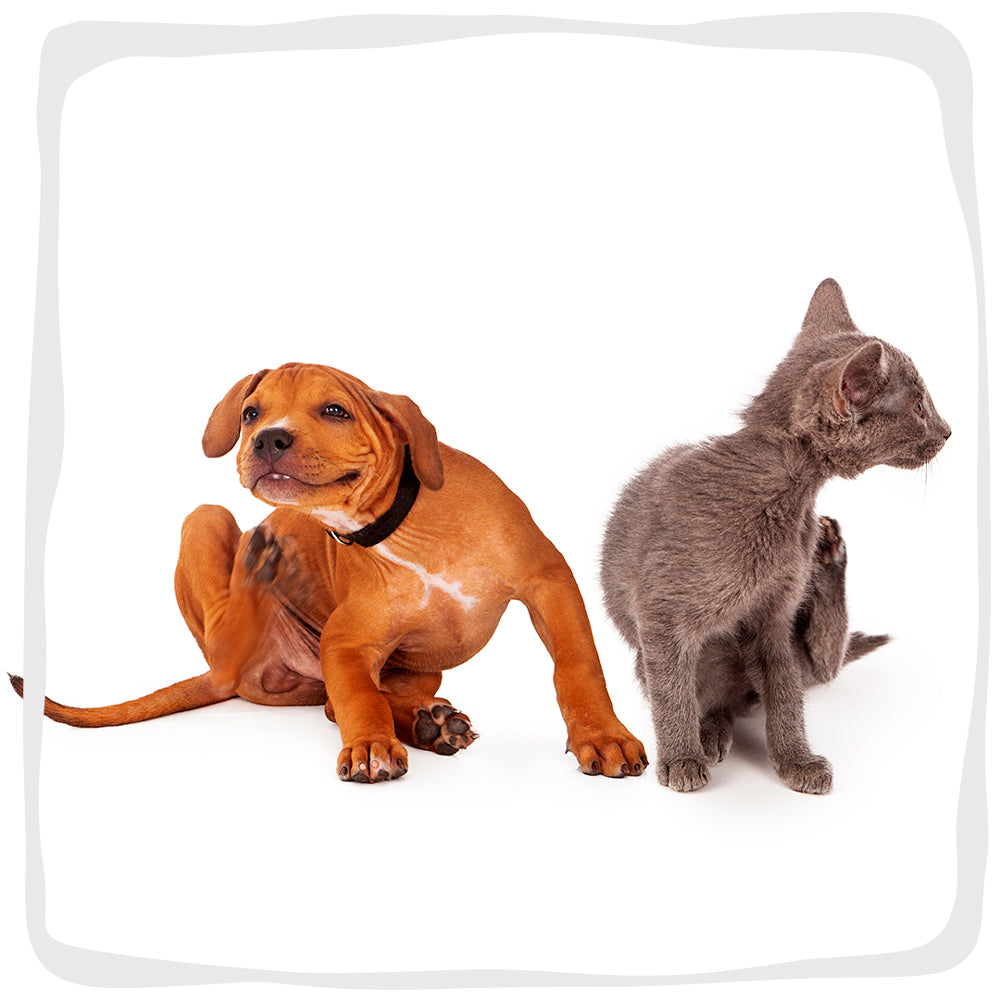 Allergy. How Can Vegan Diet Help?