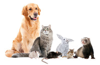 Tips for long and healthy lives of Companion Animals