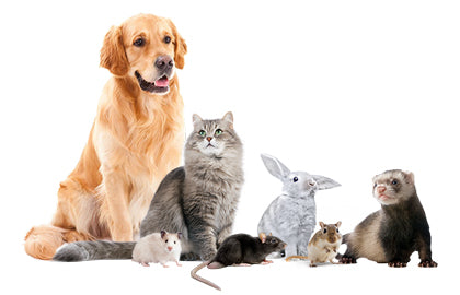 Tips for long and healthy lives of Companion Animals