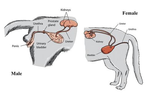 Urinary Health of Cats