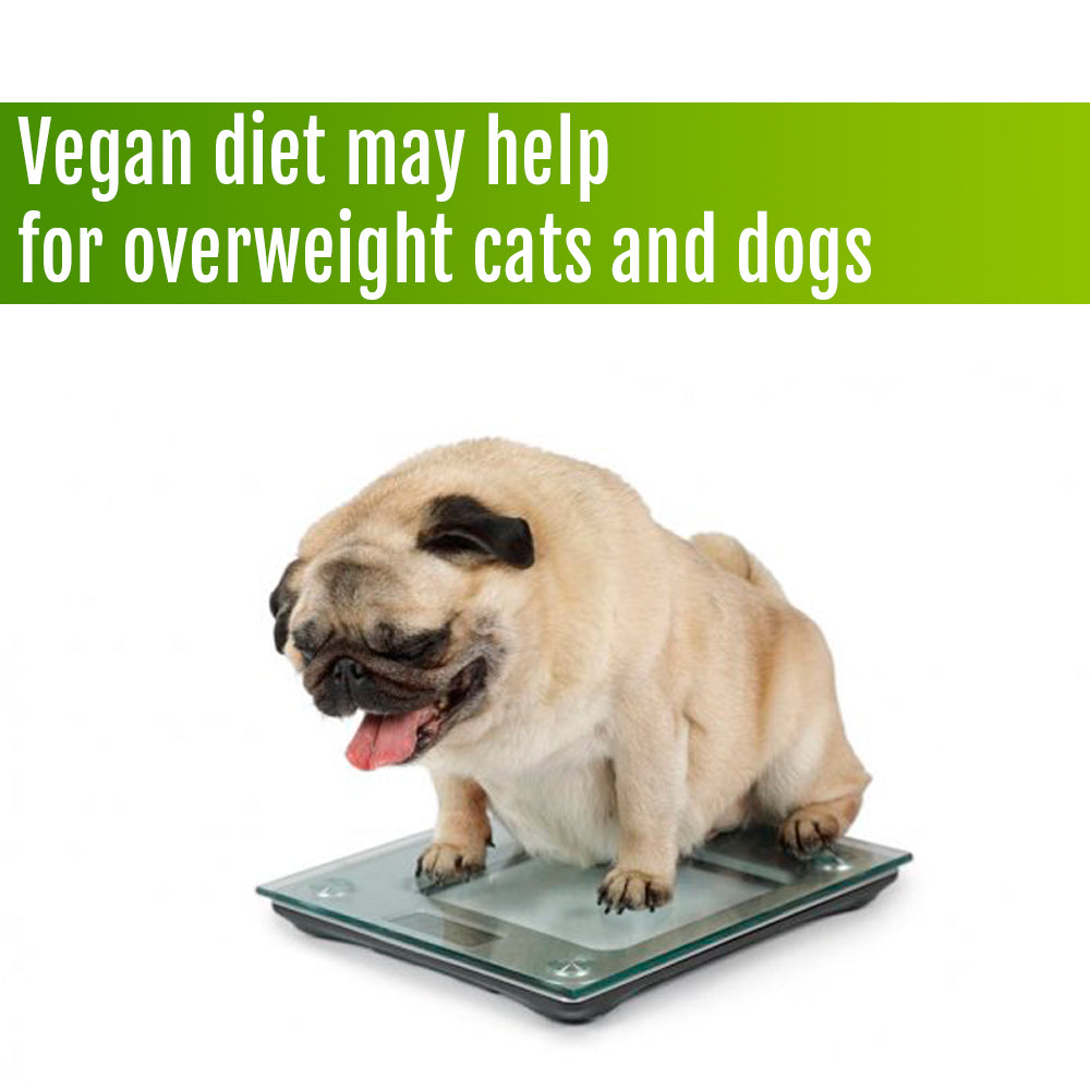 Vegan diet may be the solution for overweight Cats and Dogs