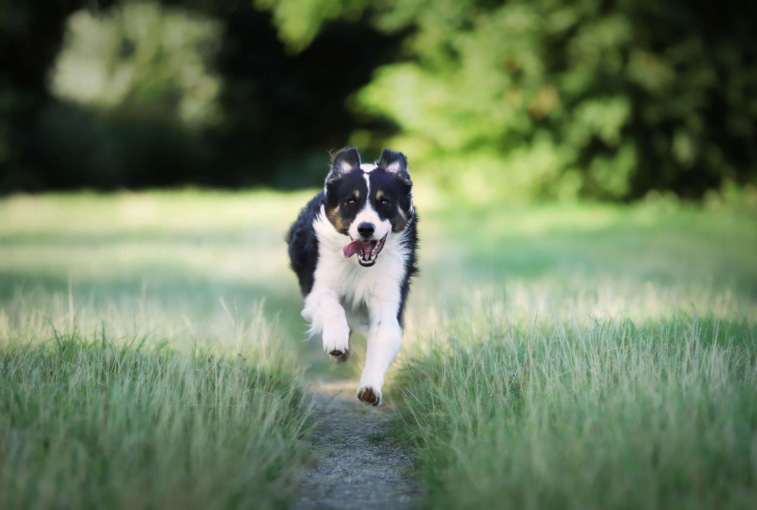 Vegan diets are healthier and safer for dogs, study suggests!