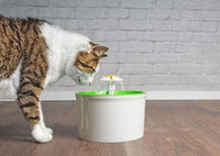 How to Prevent Urinary Tract Infections in Cats and Dogs