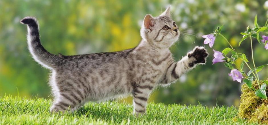 How Can Cats Be Vegan - Nutrients vs. Ingredients