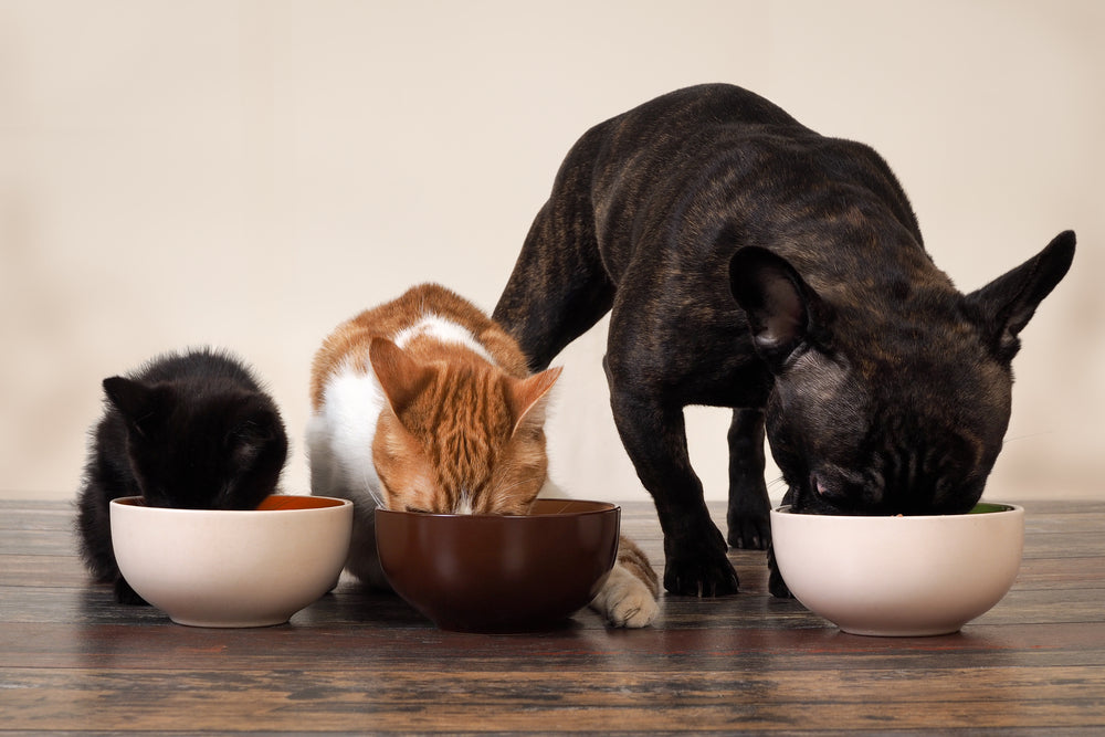 Protect your Companion Animal against cancer with plant-based diet