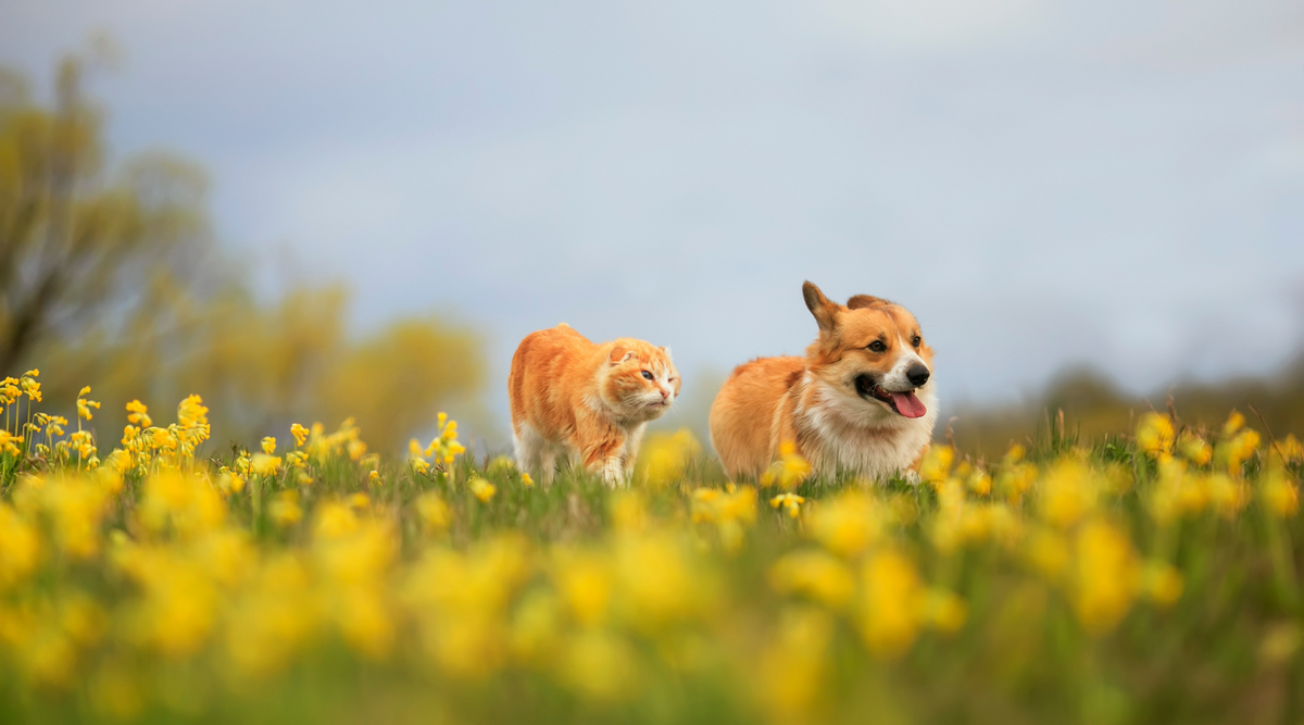 EVOLUTION DIET PROVEN HEALTHIEST LONGEST LIFE PET FOODS