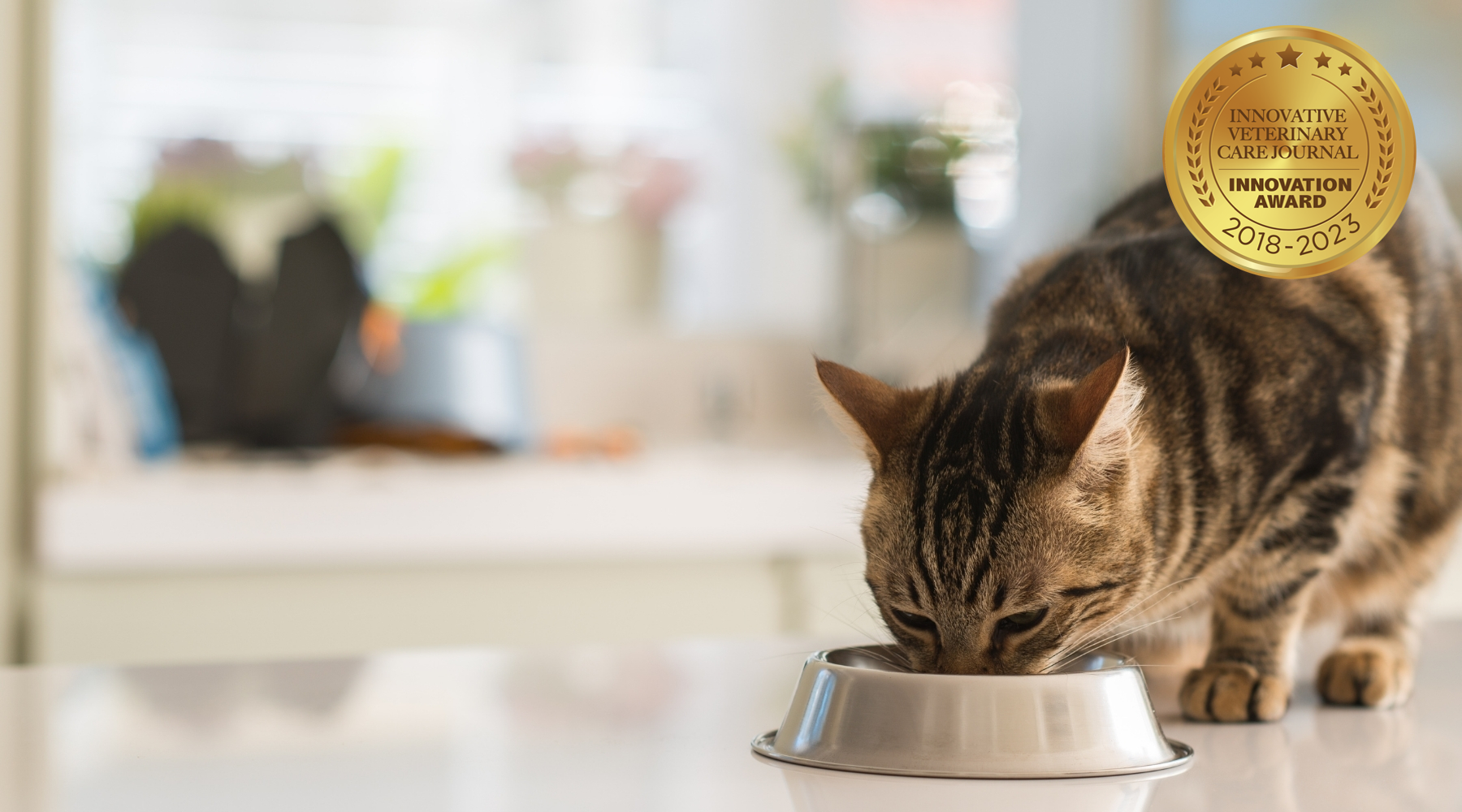 Best dry top cat food 2018