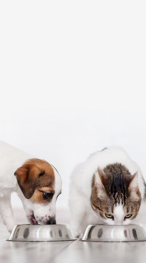 EVOLUTION DIET PROVEN HEALTHIEST LONGEST LIFE PET FOODS