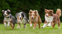 Four running dogs