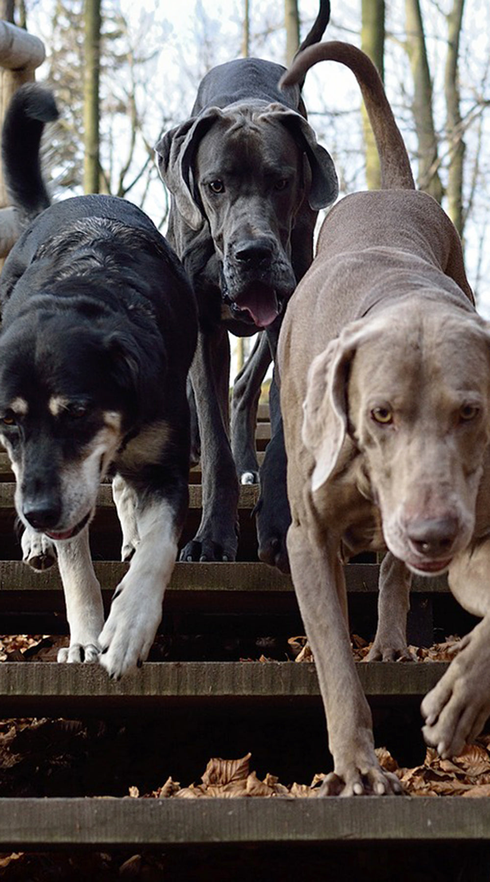 EVOLUTION DIET PROVEN HEALTHIEST LONGEST LIFE PET FOODS